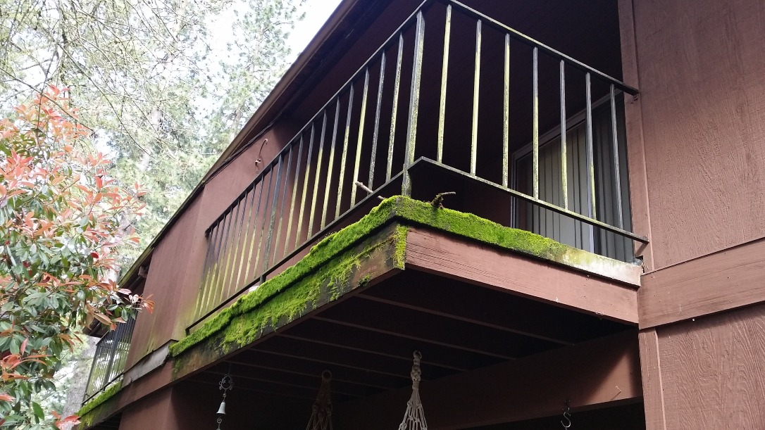 Organic growth infestation on house deck